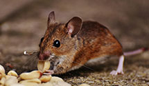 24 Hour & Emergency Exterminators in Tatamy Borough, PA